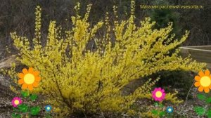 Форзиция промежуточная Спектабилис. Краткий обзор, описание forsythia x intermedia Spectabilis