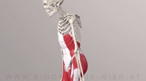 Core Series Part 5: External Abdominal Oblique Muscles (3D Animation)