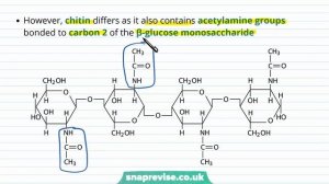 Carbohydrates: Chitin | A-level Biology | OCR, AQA, Edexcel