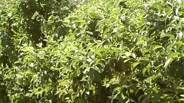 На уроках технологии смотреть онлайн