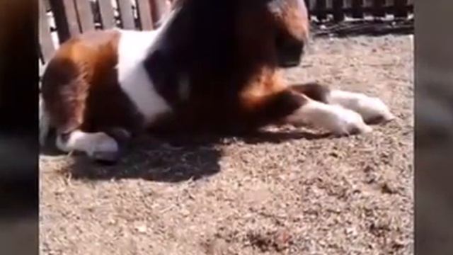 Минилошадь. Что за Зверь смотреть онлайн