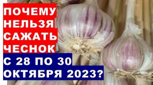 Почему нельзя сажать озимый чеснок с 28 по 30 октября 2023 года?Agrohoroscope for planting garlic