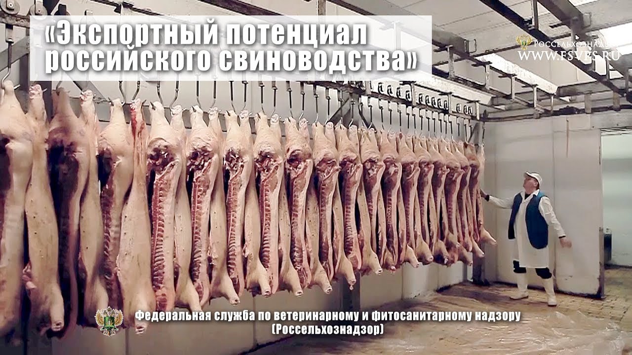 Экспортный потенциал российского свиноводства