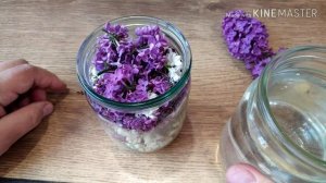 СИРЕНЬ. Чем полезна. Спешите сделать лекарство!