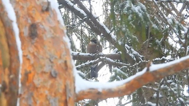 Сойка прилетела на кормушку смотреть онлайн