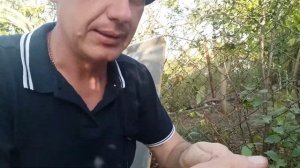 Прививка сливы