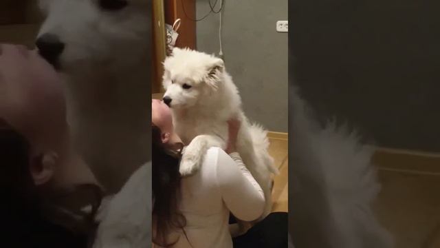 Дождалась#самоед #самоеды #самоедскаялайка #пушистики #Самоед Югра