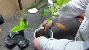 Лимон пересадка в горшок. Как пересадить лимон.