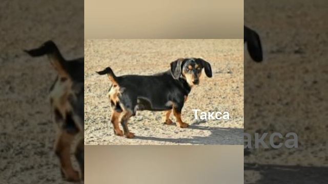Какую собаку выбрать?? | ТОП 10 лучших собак мира