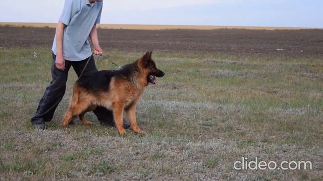 Юппи Баренсшлюхт собственной персоной ))) смотреть онлайн