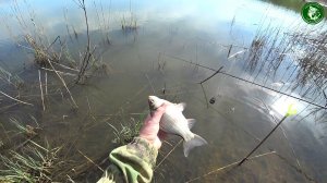 КАПРИЗНАЯ РЫБА В НЕ ПОГОДУ, ЧЕСНОК, АНИС ИЛИ КОНОПЛЯ, РЫБАЛКА С ТЁЗКОЙ НА КАРАСЯ! ДАЖЕ НИВЫ НЕ ИДУТ!