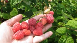 Глен Ди  - поздний сорт летней малины