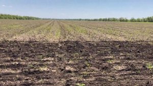 СЕЕМ ПОДСОЛНЕЧНИК ПОД ЭКСПРЕСС