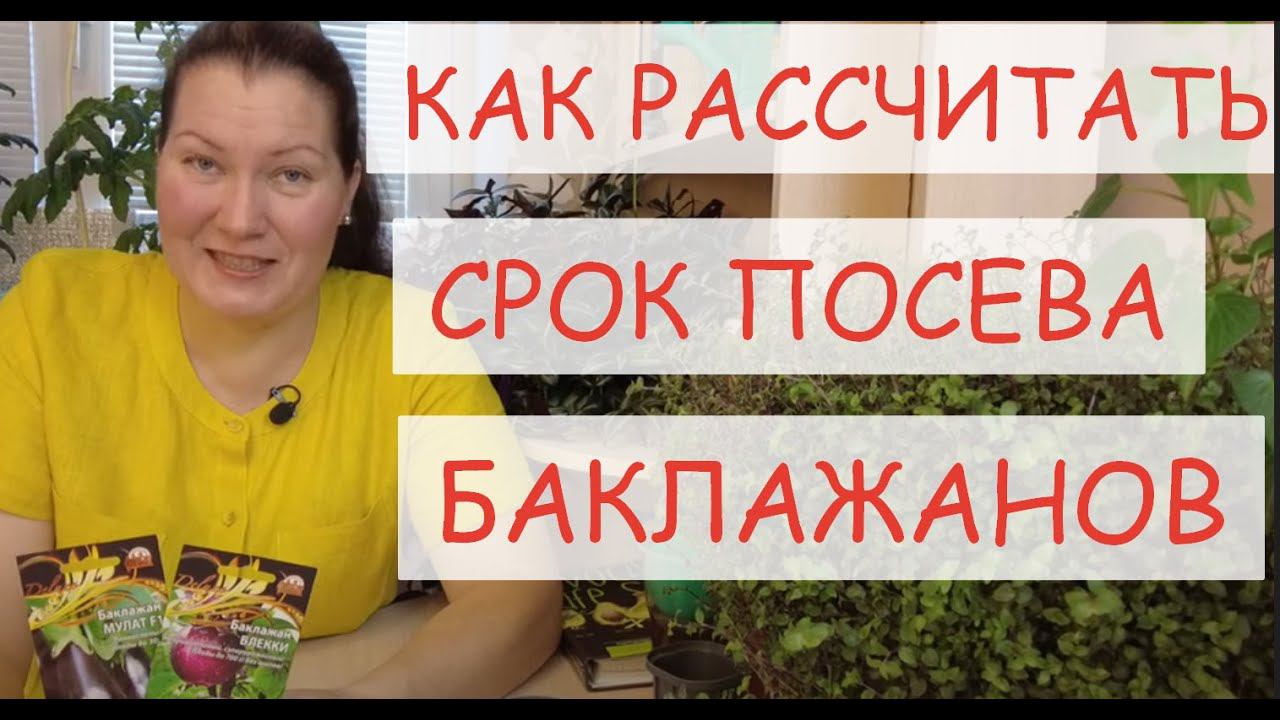 КОГДА СЕЯТЬ БАКЛАЖАНЫ НА РАССАДУ. КАК РАССЧИТАТЬ СРОК ПОСЕВА БАКЛАЖАН ДЛЯ ВАШЕГО РЕГИОНА