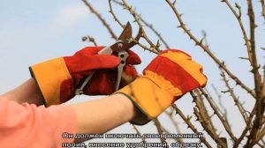 Роза Чиппендейл (Chippendale) — характеристики сортового кустарника