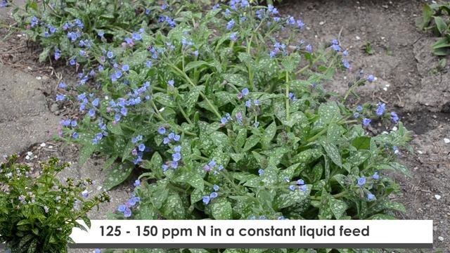 Pulmonaria Production Tips | Walters Gardens