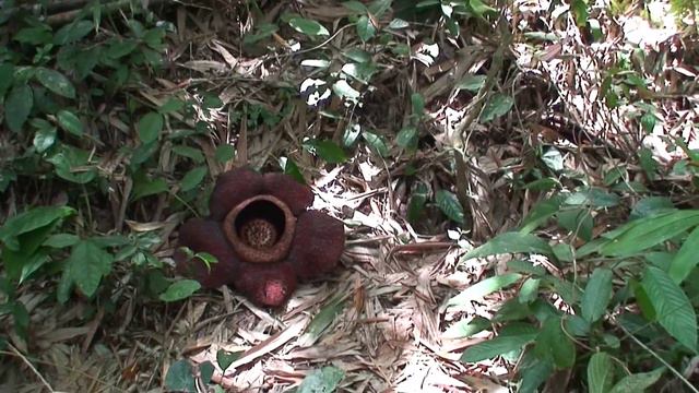 рафлезия смотреть онлайн