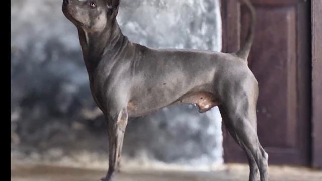 thai ridgeback dog