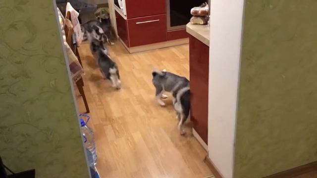 Дом Хаски смотреть онлайн