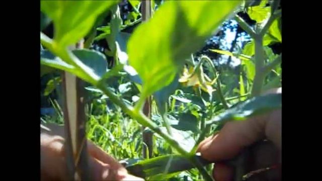 Подвязка томатов. Простой способ. смотреть онлайн