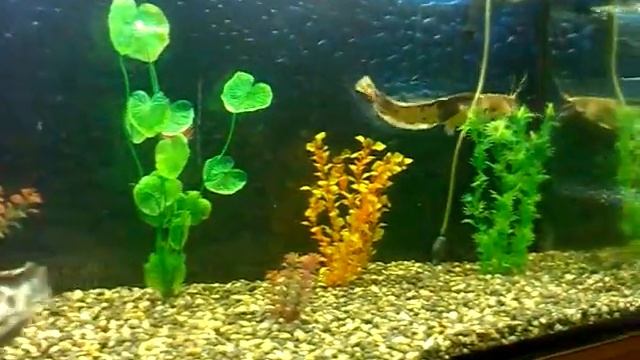 Мешкожаберные сомы смотреть онлайн