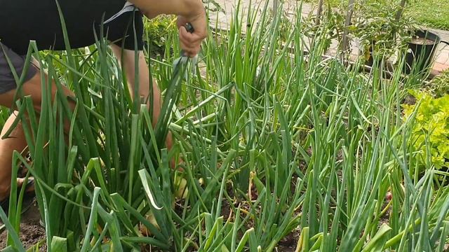 Harvesting Red & White Onion |Giant Onion  that i ever grown in my Garden