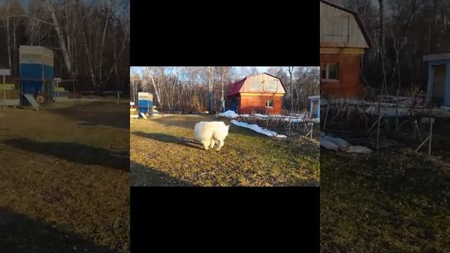 Мимишки в игре #маремма смотреть онлайн