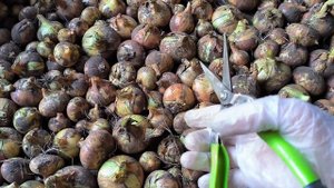 Обрезка лука для хранения