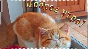 С ДОБРЫМ УТРОМ!ПРЕКРАСНОГО ДНЯ! ЛУЧШЕЕ ПОЖЕЛАНИЕ С ДОБРЫМ УТРОМ!
