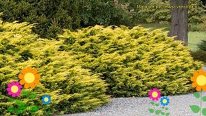 Можжевельник средний Сайбрук Голд. Краткий обзор, описание juniperus media Saybrook Gold