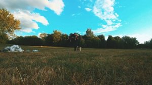 Бима испугалась ? Занимаемся спортом в парках ?