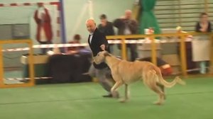 irish wolfhound