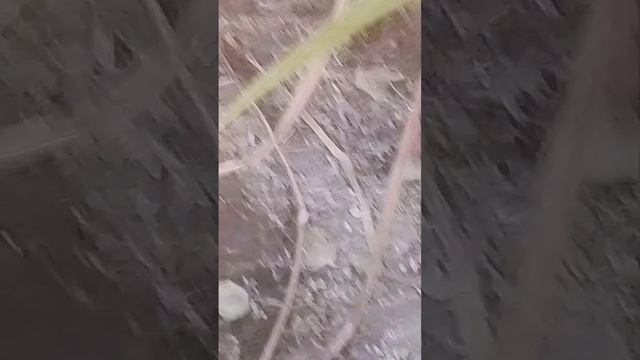 В Аннинском районе в реке Тойда погибла практически вся рыба.