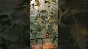 Томат Черная Богиня