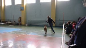 08.10.2016 Орша  - выставка собак - dog show - Тайский риджбек - Thai Ridgeback - R.S'S GOLD @ SIAM