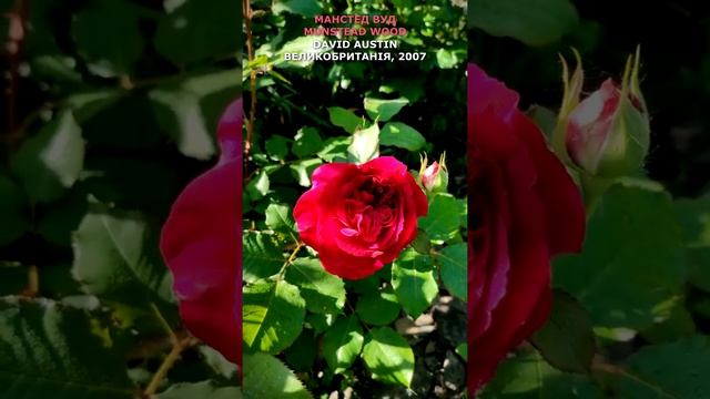 Троянда Манстед Вуд в моєму саду 07.06.22. Austin. Munstead Wood Rose in my garden. #shorts,