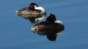 Patos raros - Svasso Piccolo - Podiceps nigricollis