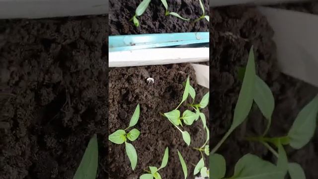 где же найти еще местечко под рассаду?!????? смотреть онлайн