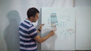 Александр Рыжкин об анатомии конечностей