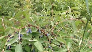 Жимолость - самая ранняя ягода Сибири