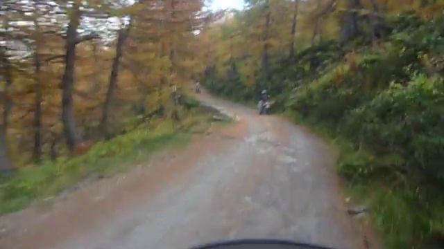 nel bosco di larici,rododendri e mirtilli rossi! смотреть онлайн