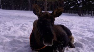 На Зюраткуле организовали приют для лосей