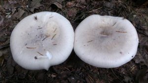 Лес возле города Мытищи или Пироговский лесопарк осенью