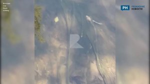 В реке Лыбедь рязанцы запечатлели мертвых лягушек и рыб