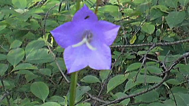 колокольчики 22 jul 2017 coloco смотреть онлайн