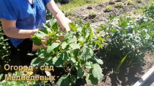 Основной уход за георгинами, что я делаю для пышного цветения