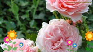 Роза грандифлора Луиз де Марийяк. Краткий обзор, описание grandiflora rose Louise De Marillac
