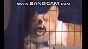 Зая но он уже срет на кровати.