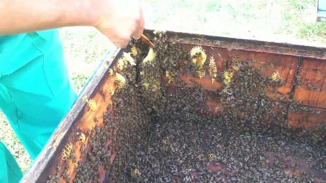 О трутовке смотреть онлайн