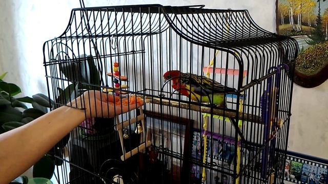 Приручение попугая Розелла. смотреть онлайн